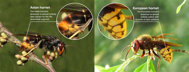 Comparison between Asian hornet and European hornet