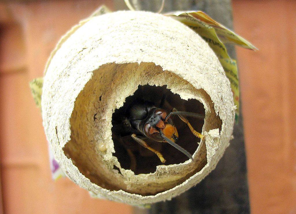 Asian hornet primary nest