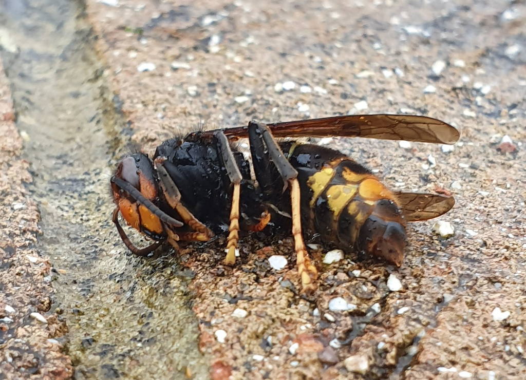 First Asian hornet queen found in Jersey