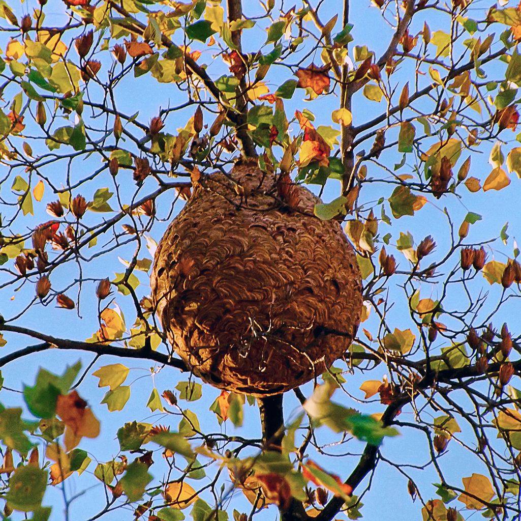 Asian hornet secondary nest