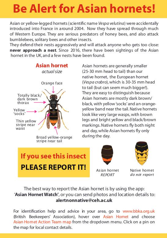 Bee Alert of Asian Hornets poster
